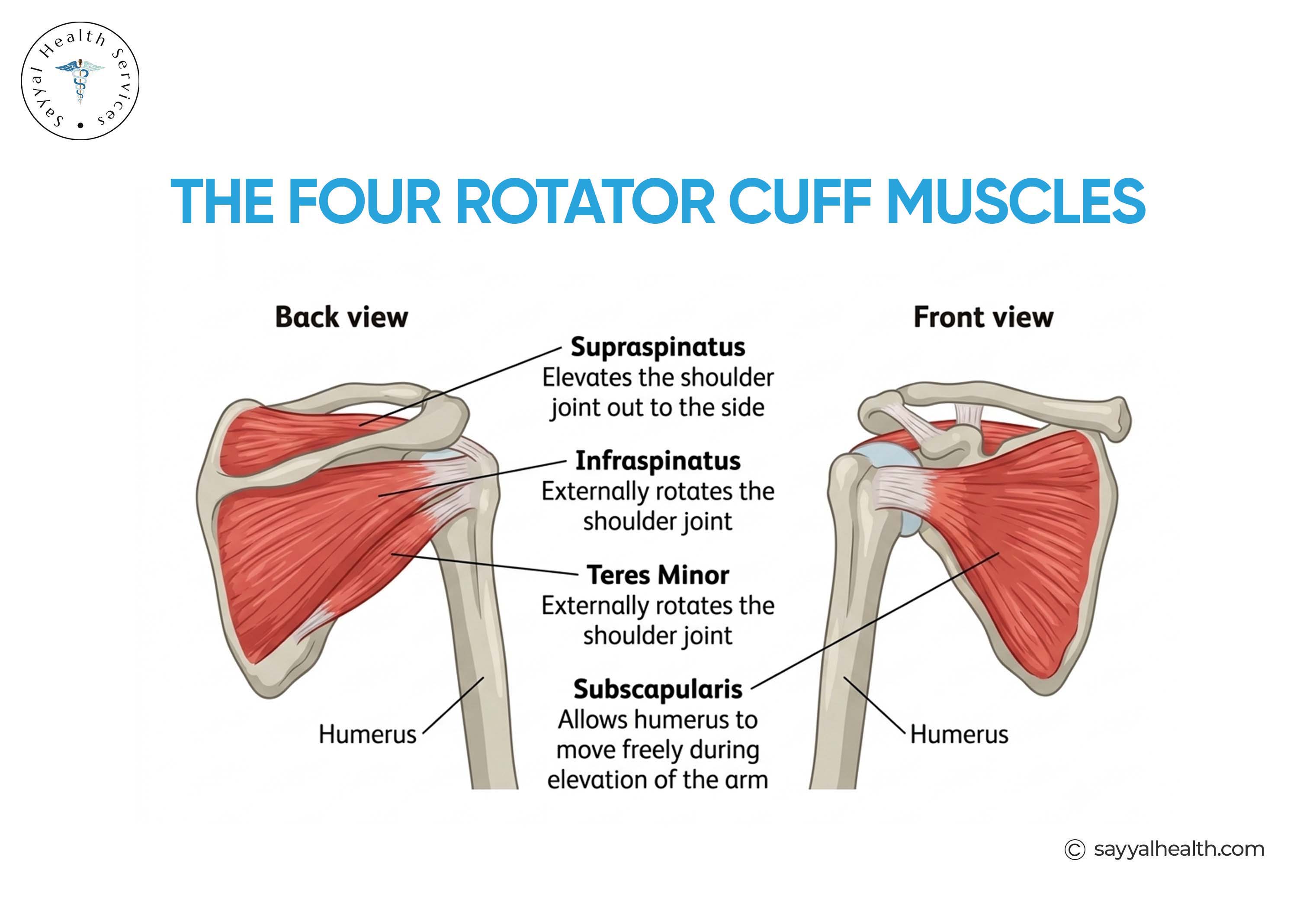 the four rotator cuff muscles